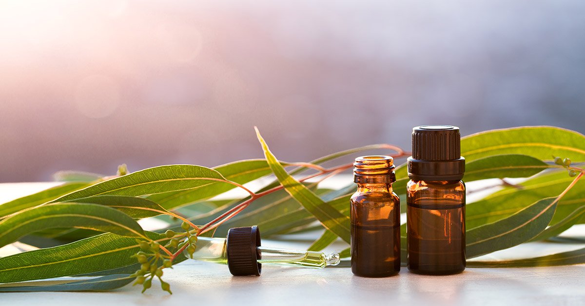 Fun Fact - Eucalyptus